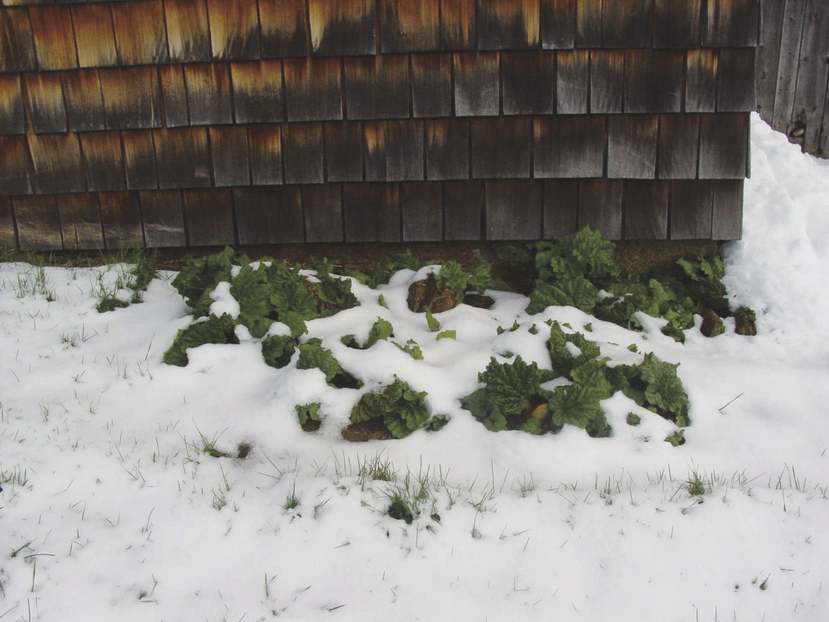 More Thoughts While Weeding: April showers, May flowers